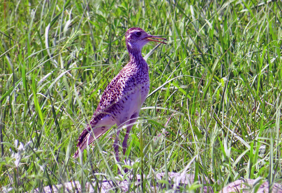 Upland Sandpiper by Keith Watson
